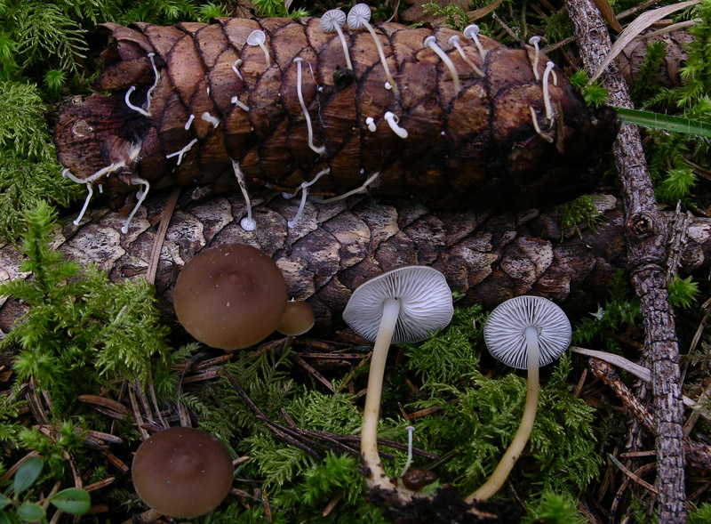 Giro in abetaia e pineta.